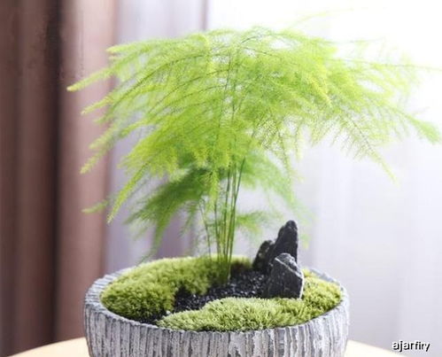 在炎热夏季,文竹和兰花一样,有 3因素 不能忽略,不然总枯叶
