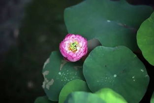 文房花草 碗莲