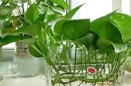 教你一招搞定水培绿萝营养液 简单方便,肥力足,滴几滴就疯长