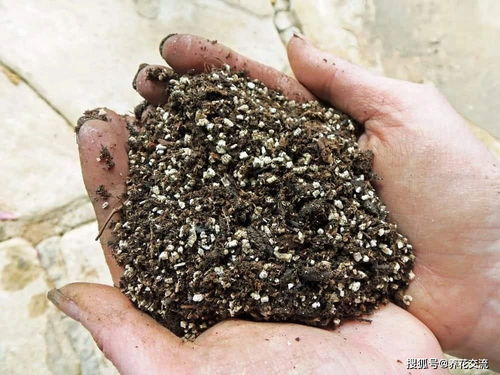 几种我用了10多年的营养土配制方案,材料便宜,各种花都能养好