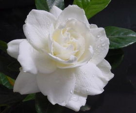 栀子花图片