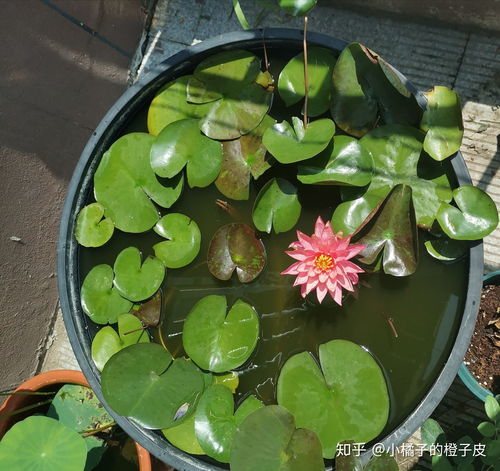 碗莲无土水培方法