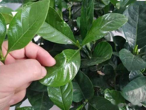 栀子 茉莉总黄叶 掉花苞 别急,浇上3种 酸酸水 ,叶绿花旺