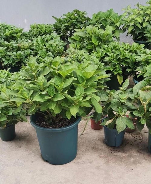 家里 7种花 长了大半年,把花盆里的土都 吸没了