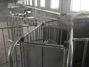 猪舍建造应该遵循的五个原则,让母猪智能化饲喂更加精准