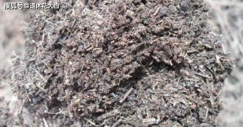 自己动手制作腐叶土 松针土养花,一点不难,还格外省钱好用
