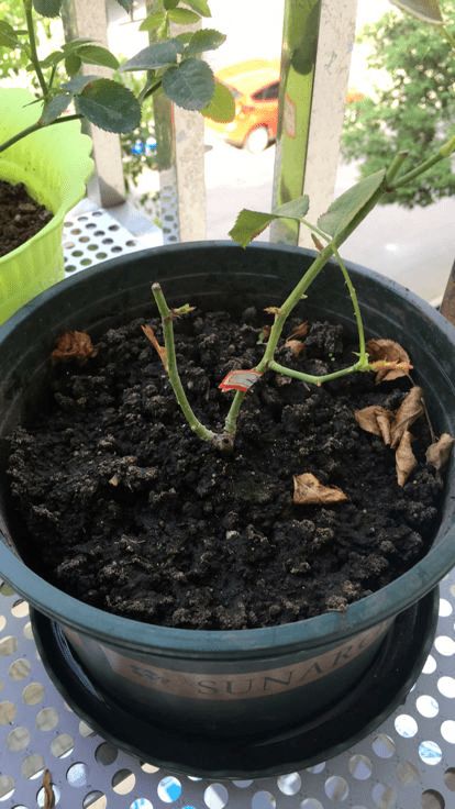 春天养花最好用营养土,好处有3点,性价比超高