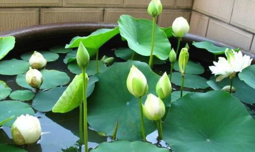 养碗莲,只要 水肥光照充足 ,花盆大,开花大又艳,花苞多 网易订阅