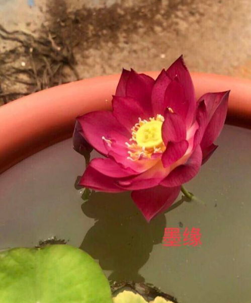 春天种碗莲,选一颗好种子,挖点塘泥巴,碗里赏荷花