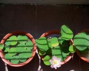 碗莲的种植方法水培图片,4个步骤手把手教你水培碗莲