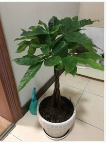新房子没这几款强净化空气的小盆栽,你千万别住进去,容易出问题