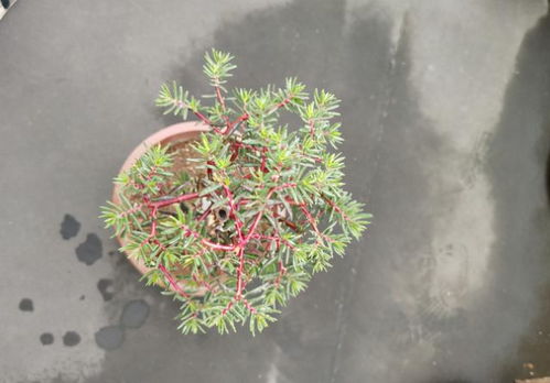 养太阳花,做好这3件事情,一盆开花30朵,还能长成老桩