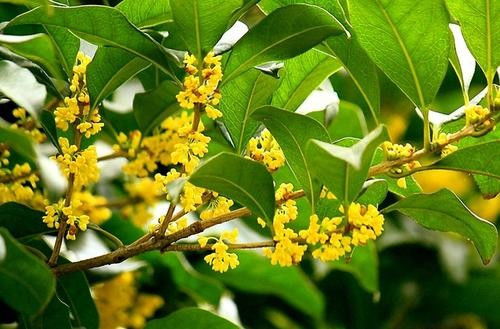 盆栽桂花用什么土最合适北方