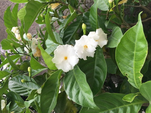 桅子花开呀开