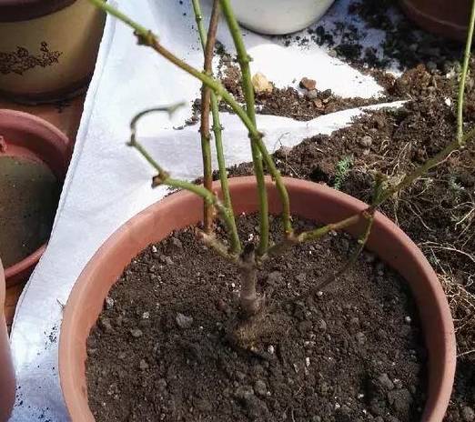 3月份,2种花抓紧换盆,换好后新芽猛长,今年花开又多又艳 花儿 开花 茉莉