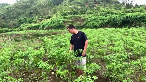 小伙家里种植辣椒,树木和叶子全部生病,不长辣椒有什么办法吗 