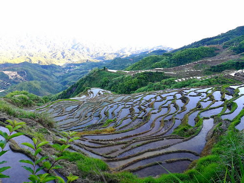 田园风光 美丽土寮
