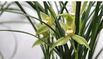 兰花是我国的一种名花,那么是如何养殖的呢