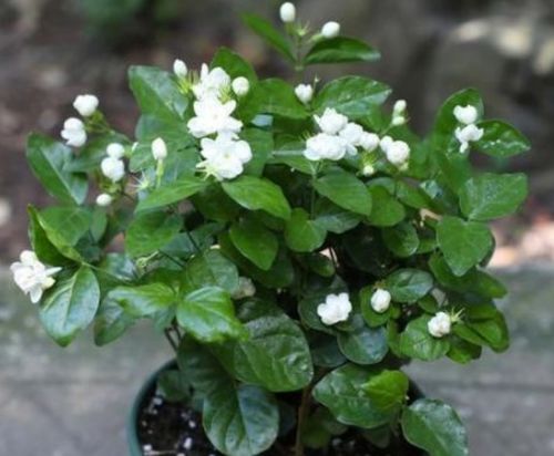 越剪越旺的4种花,开花多花期长,花朵一茬接一茬,花香飘满屋 修剪