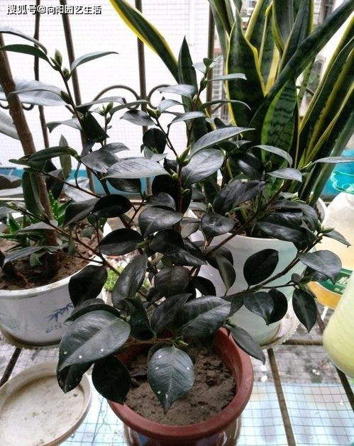花友都爱犯的毛病,小苗种大盆,极其容易烂根,大盆未必就好
