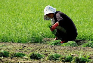 种植小知识 割完韭菜后要不要浇水 什么时候浇水好