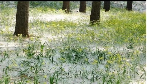 地震后有的地上会生白毛,这 白毛 究竟是什么