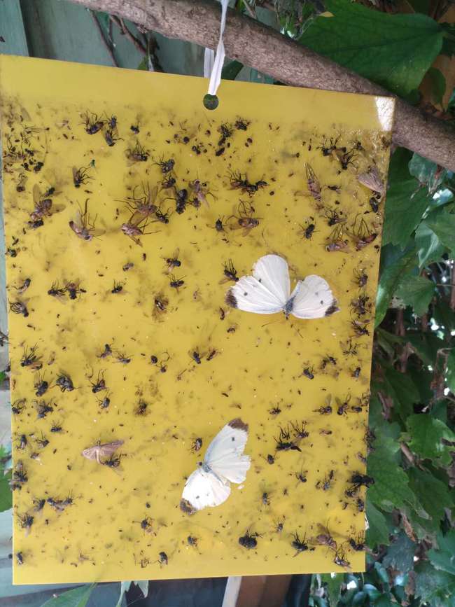 怎样快速除花土小黑飞虫 你知道吗