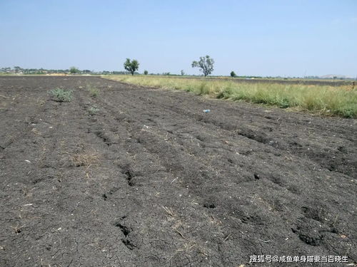插筷子也发芽 的黑土地 到底有多珍贵