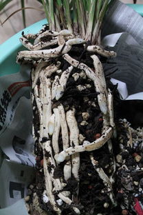 请教兰友使用泥炭土的植料配比 