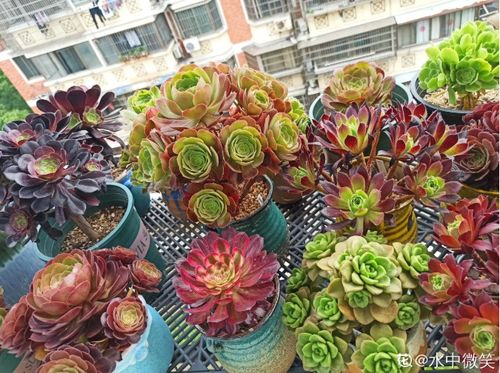 霸气的法师多肉,秋天淋一场雨,就能胖三圈