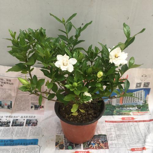 此6种花,趁着夏天养2盆,爆盆快开花多,清凉一夏天