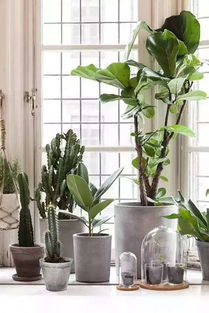 12种植物 随便捣腾也充满高级感