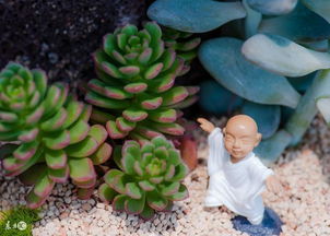 可以用全泥炭土养多肉植物吗
