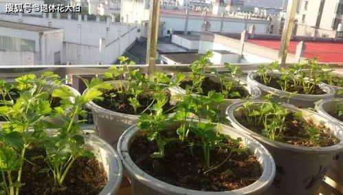 种花种菜一半沙一半土可以吗