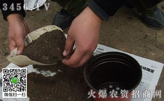 家庭养花土壤怎么消毒,简易花卉土壤消毒方法