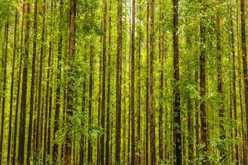 从澳大利亚引进130年后,桉树在中国何去何从