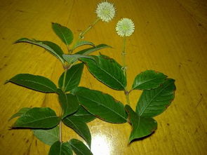 下图植物的名字是社么
