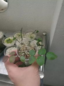 1个塑料瓶放块海绵,插出100盆月季,开成花海,美翻天 效果