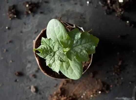 往花盆里加点这个,再也不怕积水烂根,3天黄叶变绿叶 
