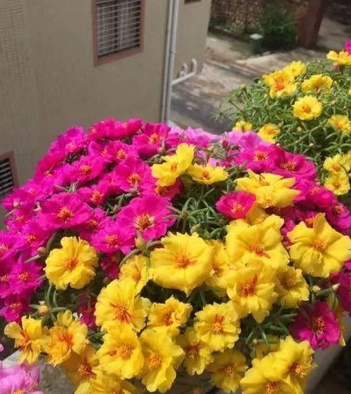 太阳花怎样做盆景