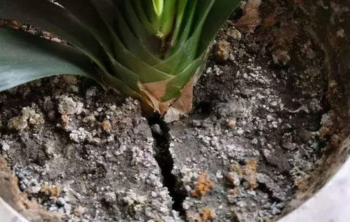 养花土邦邦硬,趁着秋天处理处理,花土肥沃才能养好花