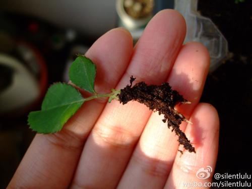 吴江优质的草炭土泥炭
