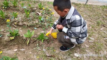 用椰砖怎么配营养土