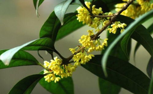 桂花树可以用营养液吗