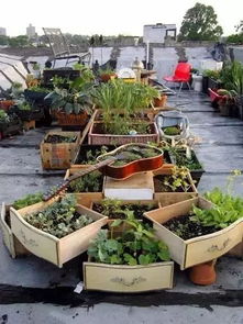 营养土可以直接种菜吗