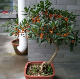 花卉已经不流行了,现在流行这几种盆景,好看又好养活