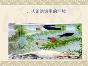 做一个生态瓶 共20张PPT