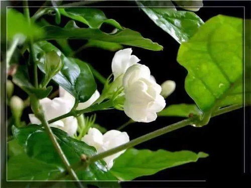 火啦 六合茉莉花登上2023央视春晚,附视频