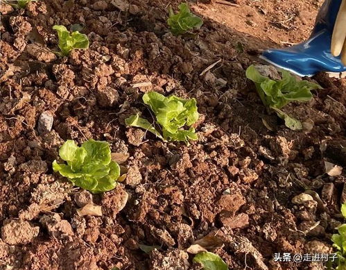 疏松菜地的3种方法,菜地越种越蓬松,操作简单效果好