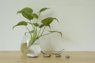 水培植物营养液怎么制作 简单一点的